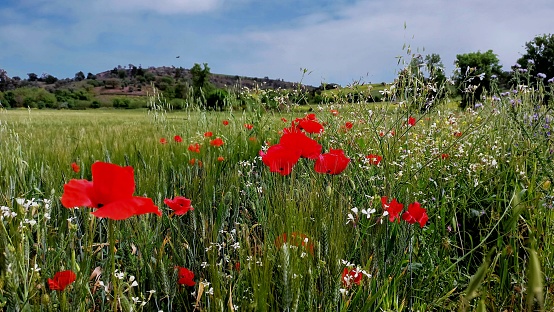 Field of blooming California Poppy (Eschscholzia californica) wildflowers.\n\nTaken in California, USA