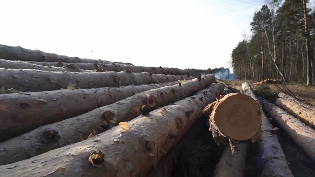 Panning sawn pine logs in hot summer day by slider dolly Timber production in the forest