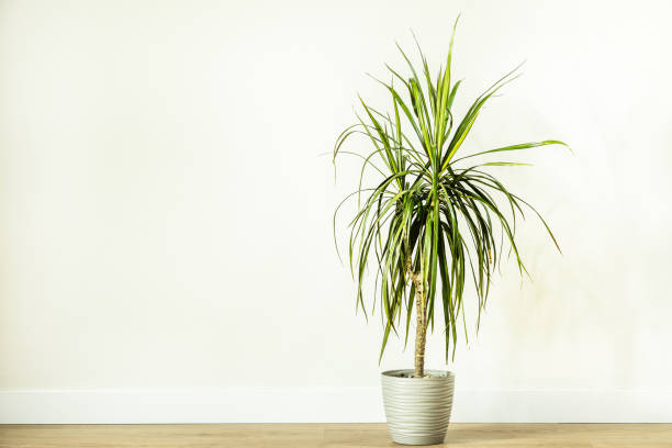 istock A lone dracaceae on a wooden deck floor 1485865891