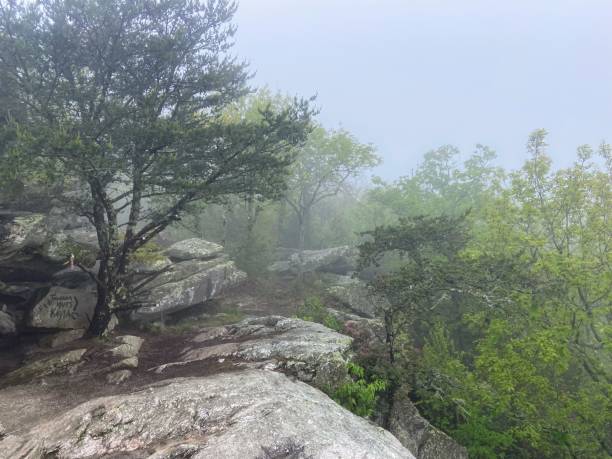 istock Forest in fog, Cheaha State Park 1485867308