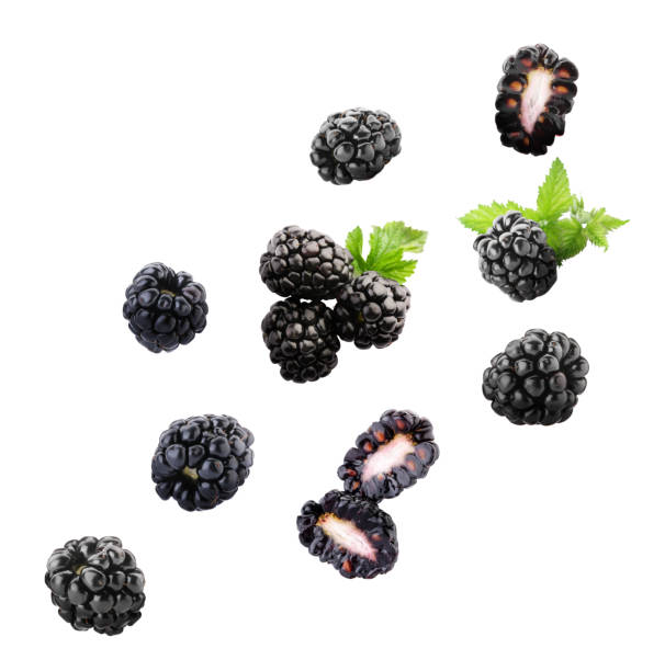 istock Delicious ripe blackberries flying on white background 1485868519