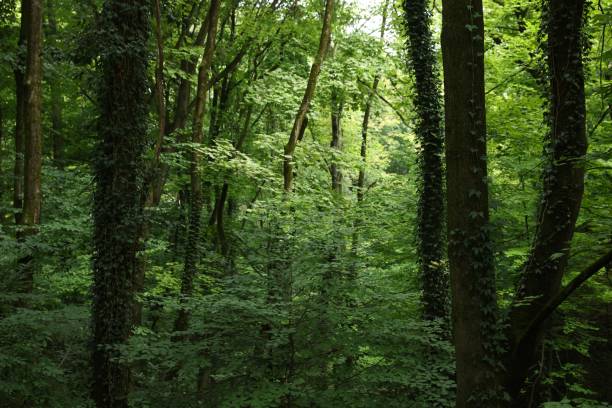 istock Picturesque view of forest on summer day 1485868555