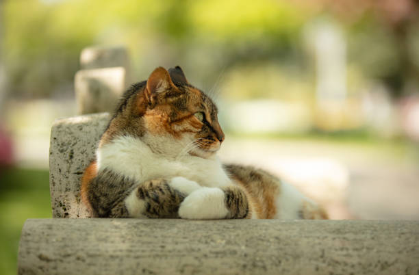 istock Multi colored stray cat is sitting on public park bench. 1485869489