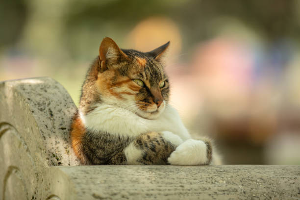 istock Multi colored stray cat is sitting on public park bench. 1485869588