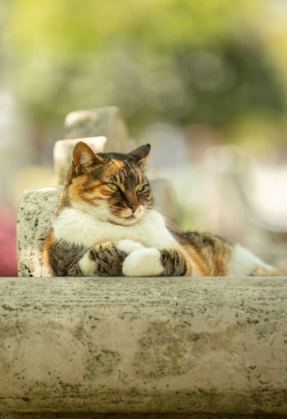 istock Multi colored stray cat is sitting on public park bench. 1485869654
