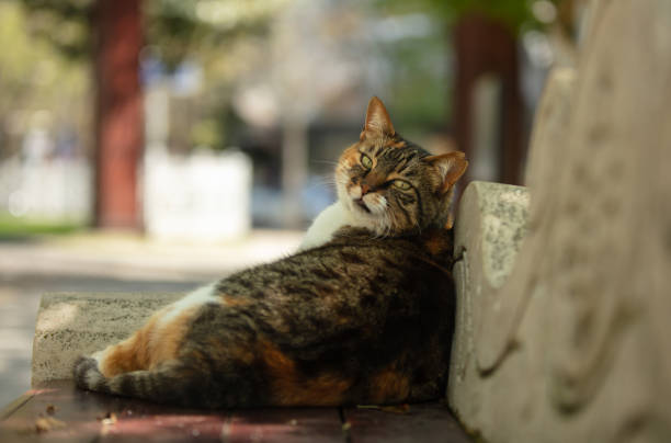 Multi colored stray cat is sitting on public park bench.