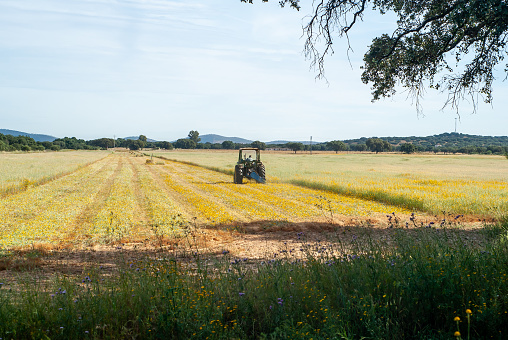 Farmer on his tractor mowing a field with grass and yellow flowers.