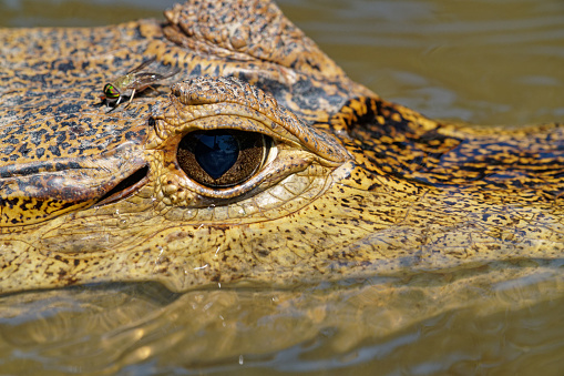 caiman thrive in the Los Llanos of Colombia