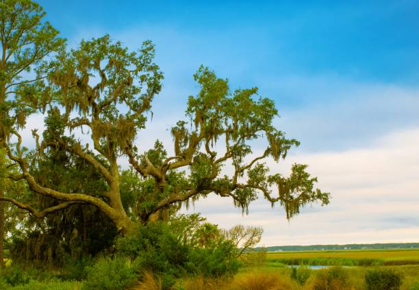 istock Live Oak Tree on the Salt Marsh-Hilton Head-South Carolina 1485870509