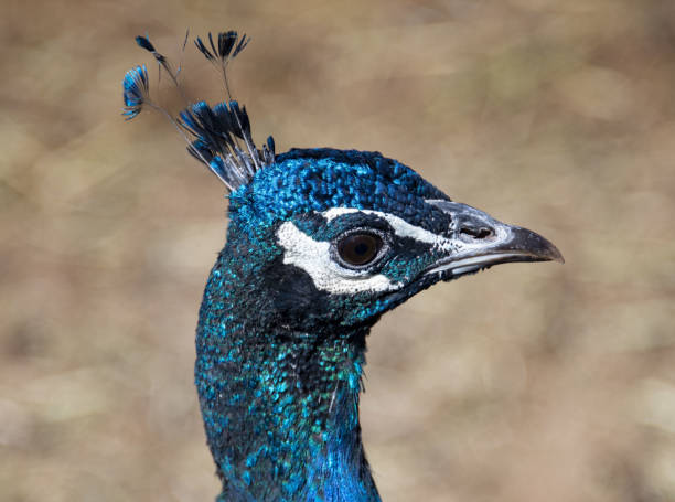 istock Close-up of a peacock 1485870864