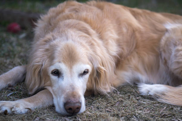 istock Senior Golden Retriever 1485871438