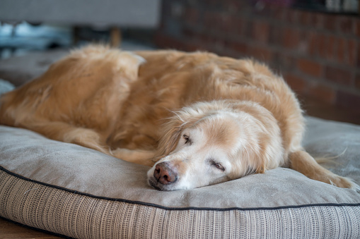 Senior male Golden Retriever sleeping on his dog bed