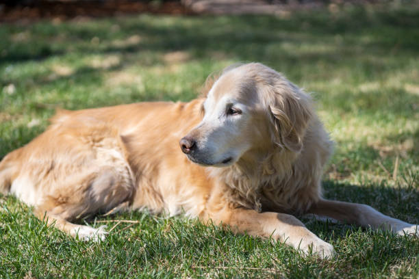 istock Senior Golden Retriever 1485871576