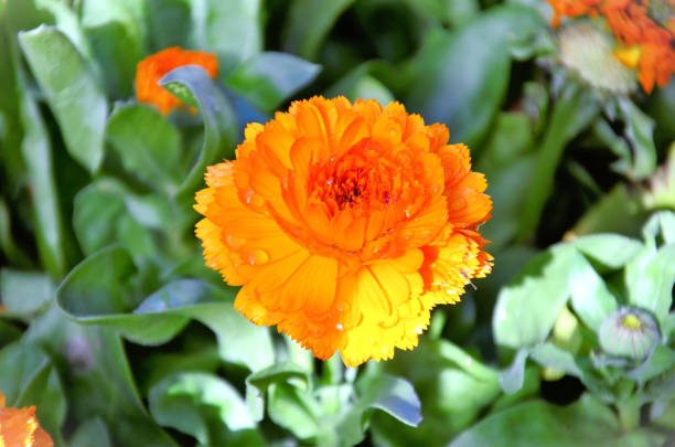In the garden the freshness of the beautiful orange flowers and buds of Calendula officinalis