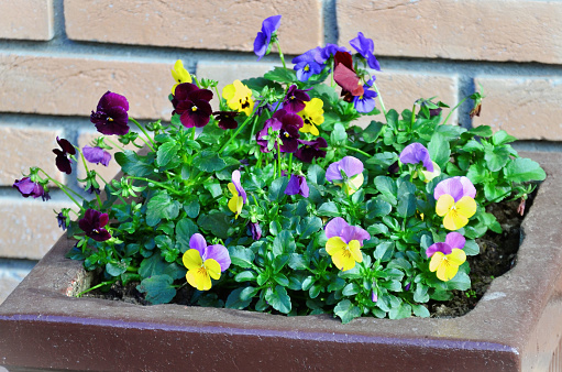 Stock photo showing close-up view of plastic garden trough planted up with purple and yellow flowering pansies.