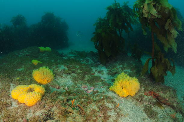 Stalked kelp Ecklonia radiata and yellow nipple sponges scattered on sea floor. Location: Leigh New Zealand