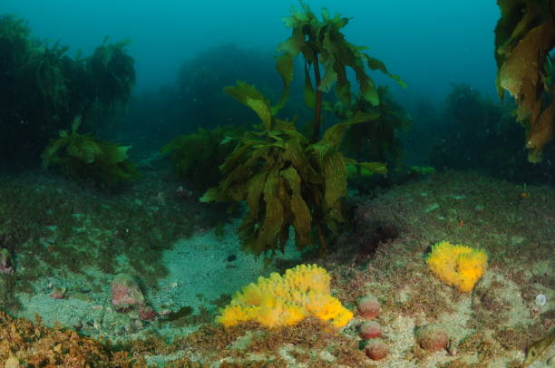 istock Scattered Seaweeds And Sponges 1485882437