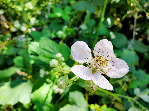 This is a photograph taken on a flower in Redwood National Park, California on a mobile phone outdoors in during the summer of 2020.