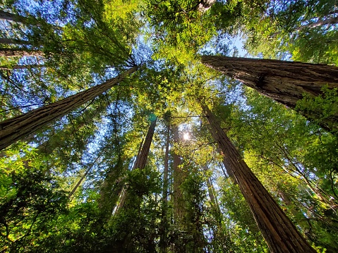 This is a photograph taken on a mobile phone outdoors in during the summer of 2020 looking up at the tall trees in Redwood National Park, California.