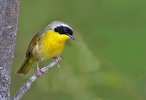 A Close up of a Common Yellowthroat, Geothlypis trichas