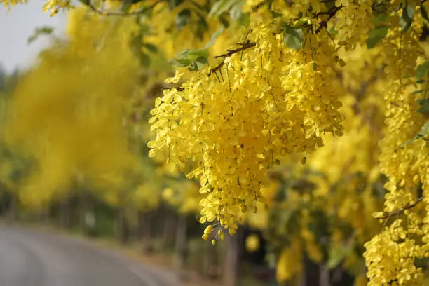 Golden shower Tree, Cassia Fistula or Pudding-pine Tree for Nature Background in Thailand and Southeast-Asia.