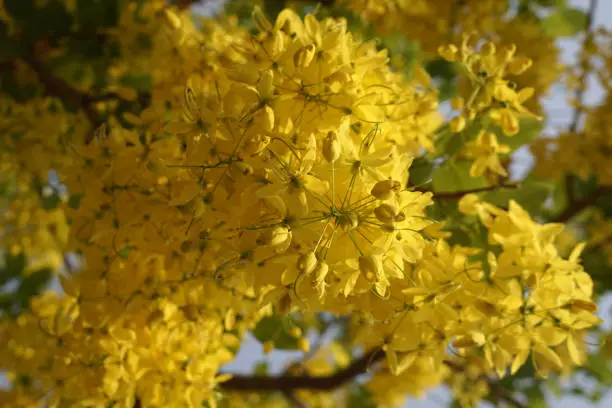 Golden shower Tree, Cassia Fistula or Pudding-pine Tree for Nature Background in Thailand and Southeast-Asia.