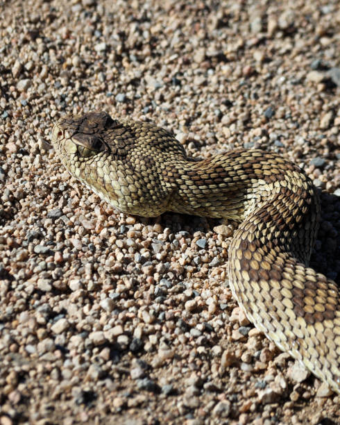 istock Mojave Green Rattlesnake 1485884504