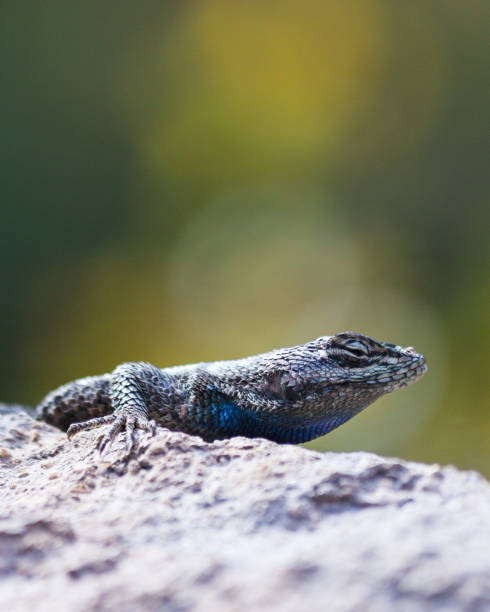 istock Yarrow's Spiny Lizard Chiracahua National Monument 1485884571