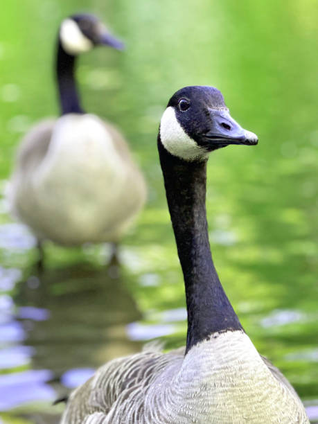 istock Geese in a Lake on a Spring Day at the Park 1485885682