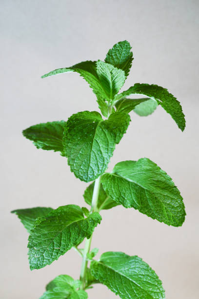 fresh peppermint twig with water dew studio shot