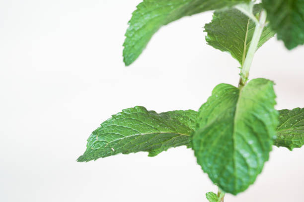 fresh peppermint twig with water dew studio shot