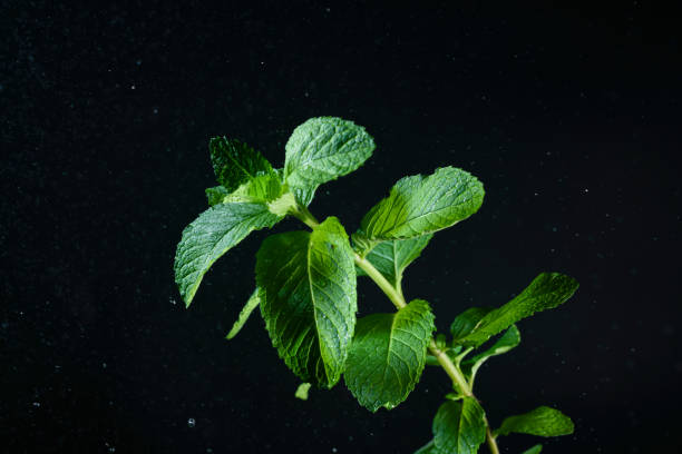 istock fresh peppermint twig with water dew studio shot 1485887629