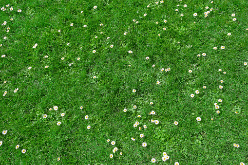 Top view of green grass and small daisy flowers background