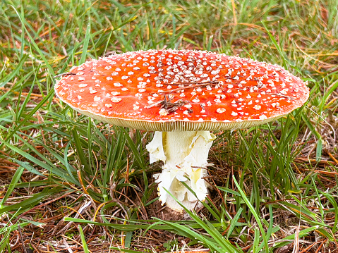 Horizontal extreme closeup photo of a poisonous Amanita mushroom with a red cap, white spots and a white stalk  growing among fallen pine needles and green grass in the countryside near Armidale, New England high country, NSW, in Autumn.