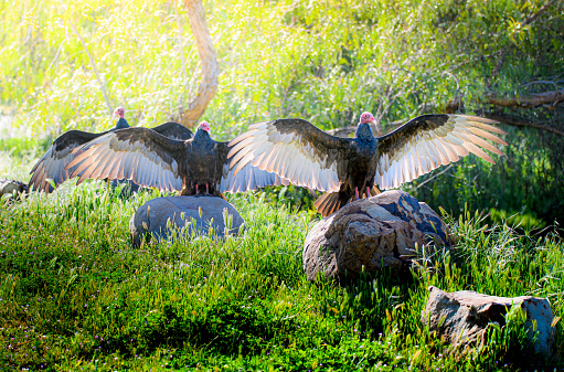 Turkey Vultures (Cathartes aura) Basking in the Early Morning Sunlight to Warm Their Feathers.