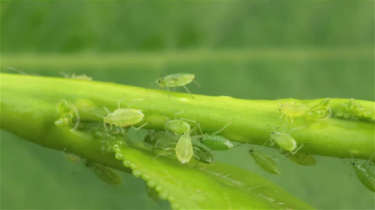 Green Insect Larvae 4,800+ Fly Insect Larvae Stock Videos and Royalty-Free Footage - iStock