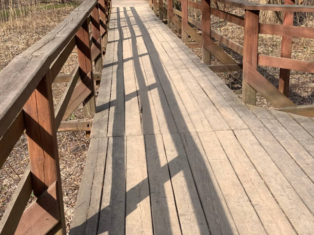 istock wooden ecological path in a sunny spring forest 1485894352
