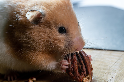 Orange Syrian Hamster eats food from topinambura feed