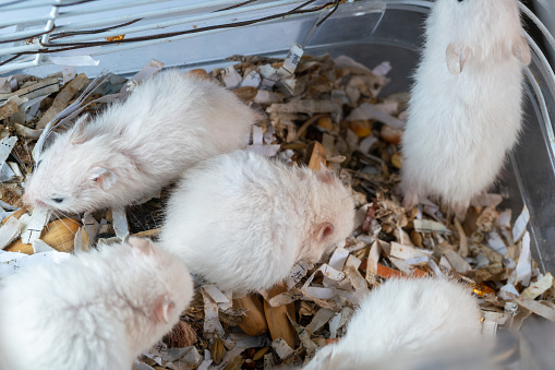 Large collection of rodent, pet and exotic, in different position, Isolated on white background.