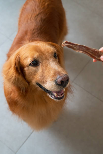 istock Golden Retriever looking at jerky snack in hand 1485895497