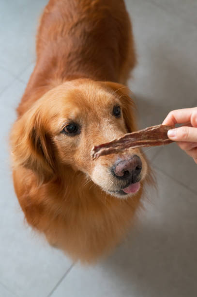 istock Golden Retriever looking at jerky snack in hand 1485895505