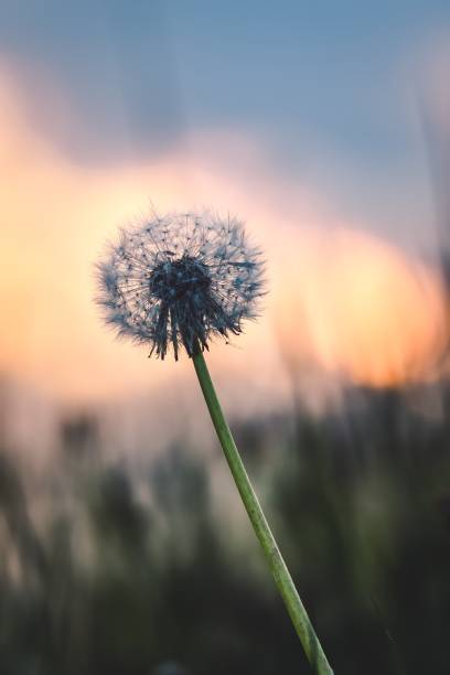 istock Spring morning nature with flower concept. 1485895636