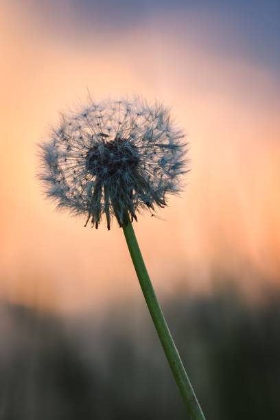 istock Spring morning nature with flower concept. 1485895650