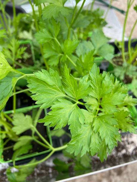 istock Parsley leaves from a potted plant 1485896586