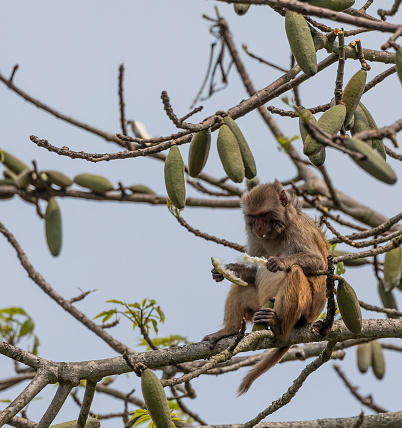 A Rhesus Macaque, Macaca mulatta, in a Kapok / Silk Cotton tree, Ceiba pentandra. It is tearing apart a Kapok pod to find the edible seeds inside. Kaziranga National Park, Assam, India.
