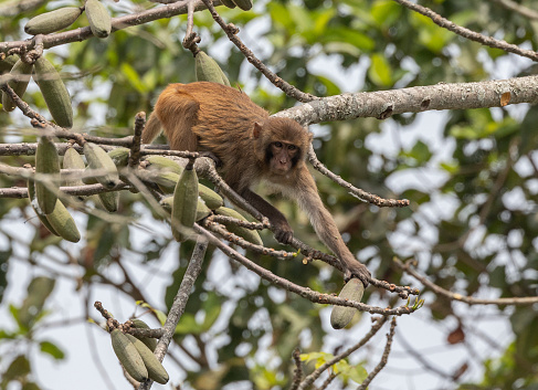 A Rhesus Macaque, Macaca mulatta, in a Kapok / Silk Cotton tree, Ceiba pentandra. It is reaching for a Kapok seed pod, to eat the seeds inside.