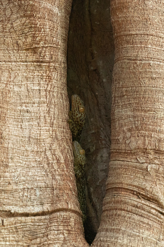 Two Tokay Geckos, Gekko gecko, in a crevice in a tree in Kaziranga National Park in Assam, India