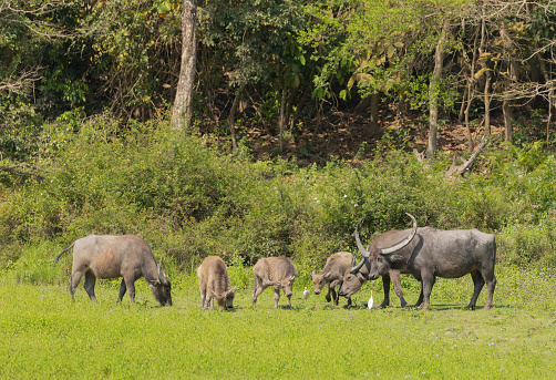 A group of wild Water Buffalo, Bubalus arnee, (Swamp Buffalo type) including calves, in Kaziranga NationalPark, Assam, India.