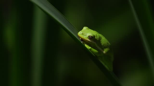 tree frog resting in day light