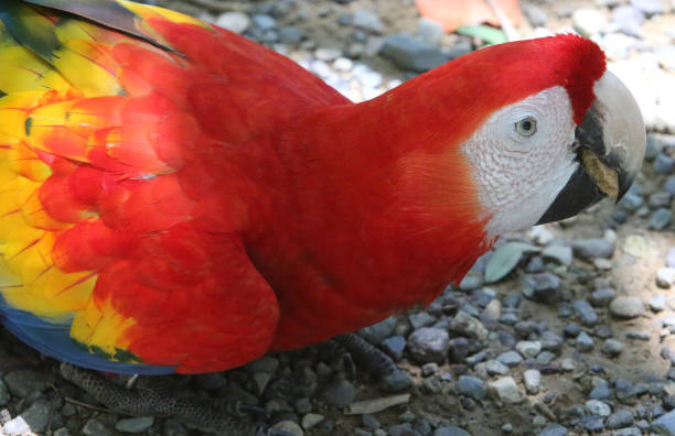 istock Scarlet Macaw Close-up 1485903024